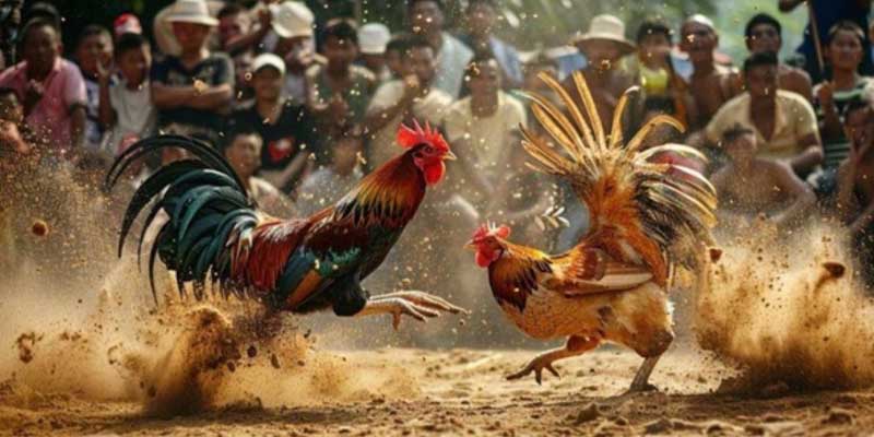 Bí kíp chơi đá gà cpc2 đảm bảo thắng lớn cho cược thủ