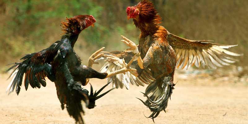 Cách huấn luyện cho gà có lực