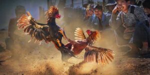 Cách nuôi gà đá chân mạnh bách phát bách trúng