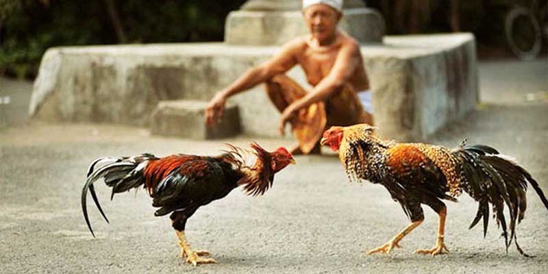 Chuẩn bị cho các con gà