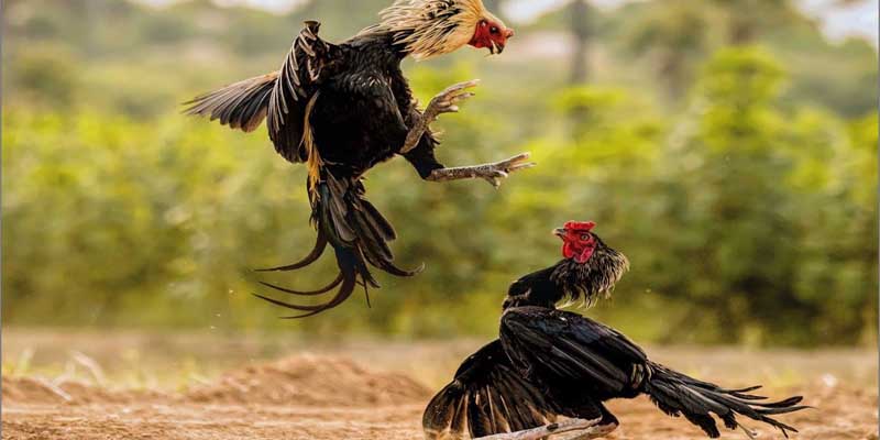 Cung cấp đa dạng trận đấu