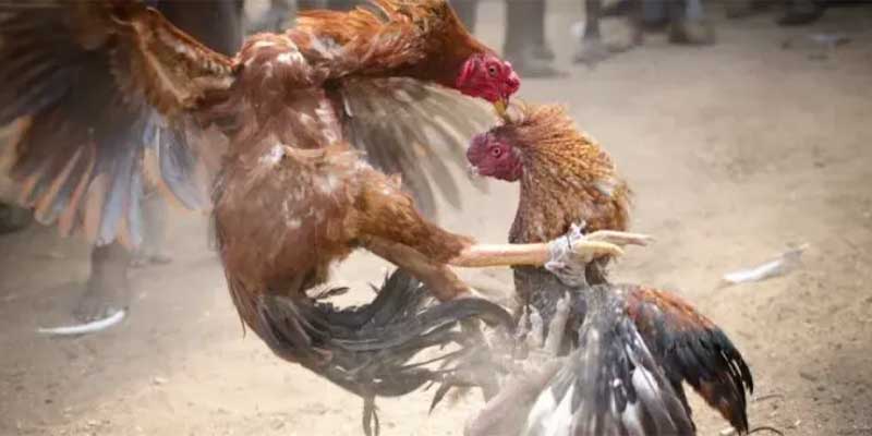 Hướng dẫn sơ lược cách nuôi gà đá chân mạnh