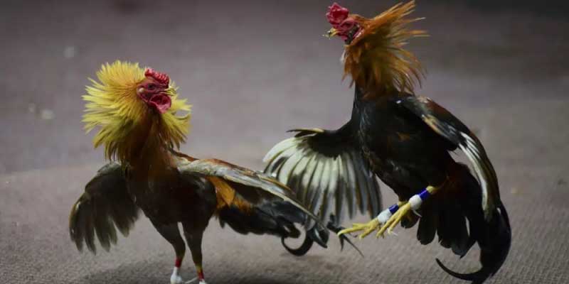 Tìm hiểu màu mạng gà đá là gì